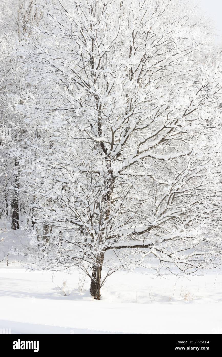 A black cherry tree covered with snow in northern Wisconsin Stock Photo