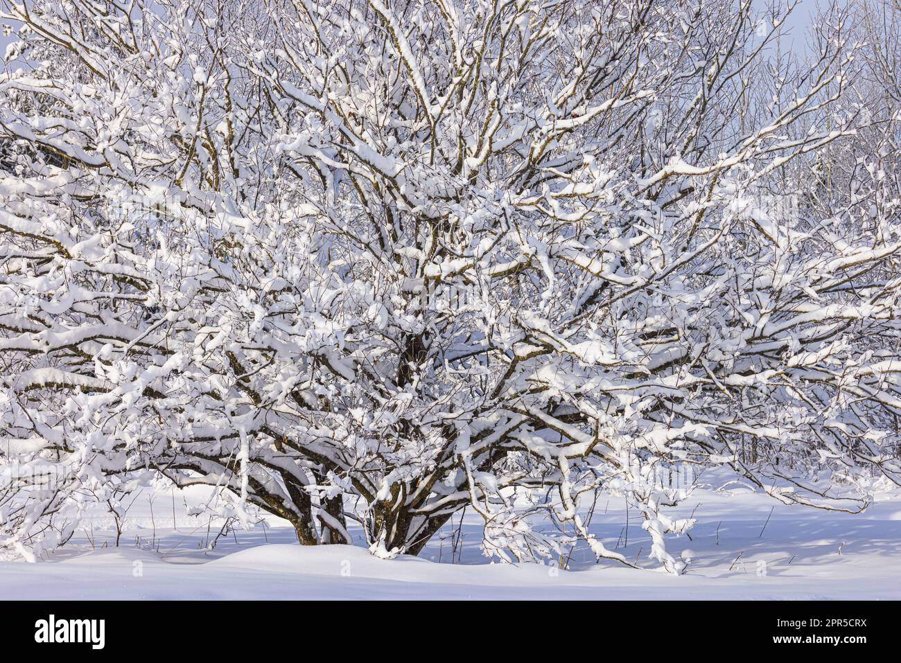 An American hornbeam covered with snow in northern Wisconsin Stock