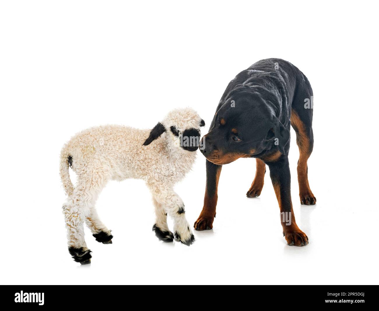 lamb Valais Blacknose and rottweiler in front of white background Stock Photo
