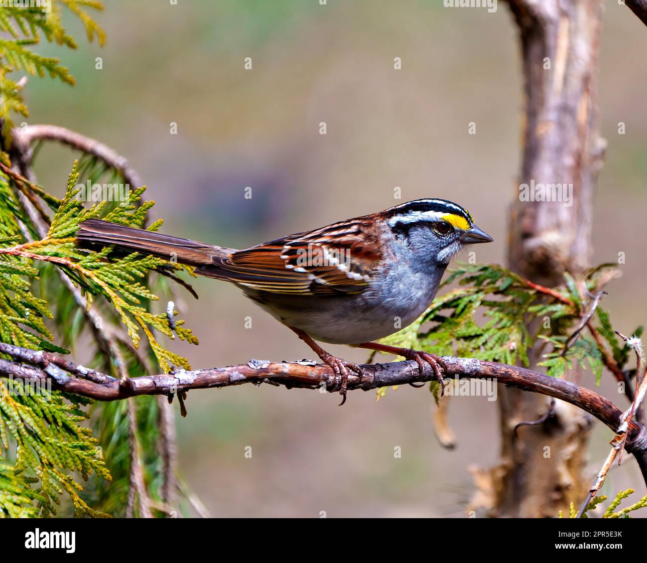 Yellow-Crowned Sparrow perched on a cedar tree branch with a side view and blur background in its environment and habitat surrounding. Stock Photo