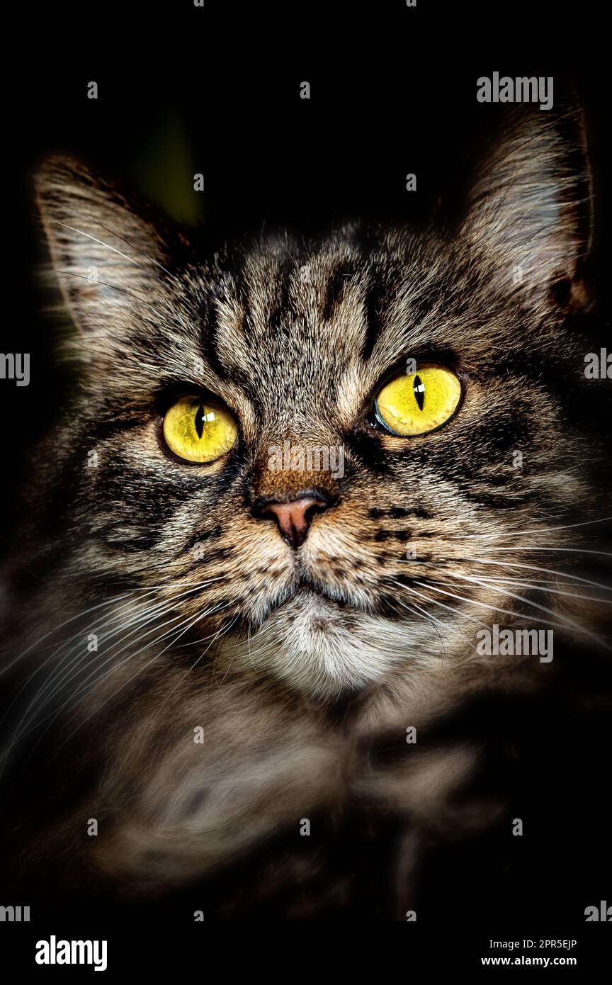 An adorable domestic tabby cat with bright yellow eyes stares off into ...