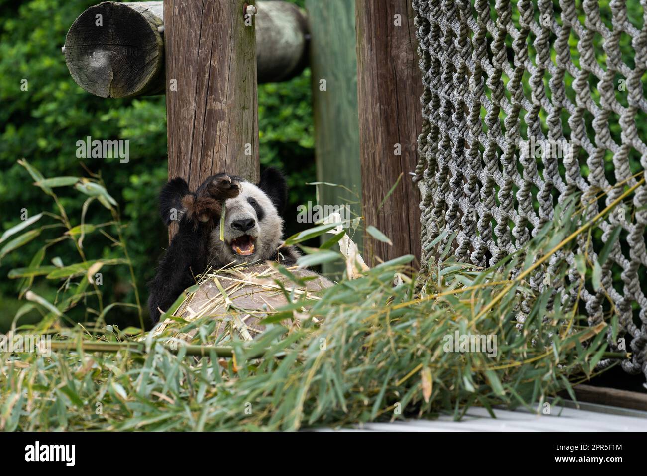 Memphis. 25th Apr, 2023. This photo taken on April 25, 2023 shows giant panda Ya Ya at the