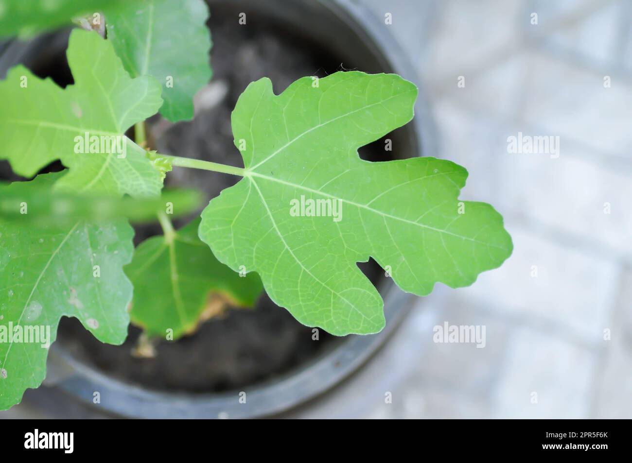 Ficus carica, fig or common fig plant or fig leaf or new born leaf