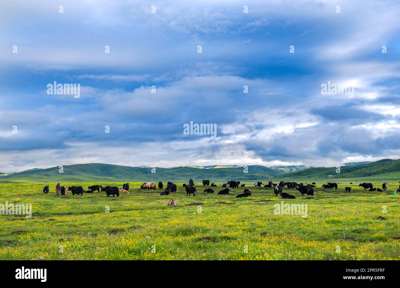 Green meadow farm with cows and sheep under blue sky Stock Photo - Alamy