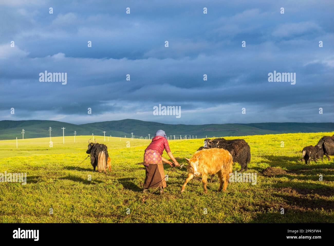 Green meadow farm with cows and sheep under blue sky Stock Photo - Alamy