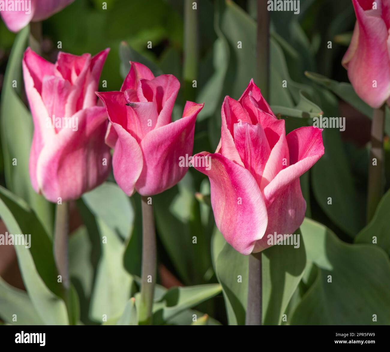 Tulipa 'Miss Elegance' Stock Photo
