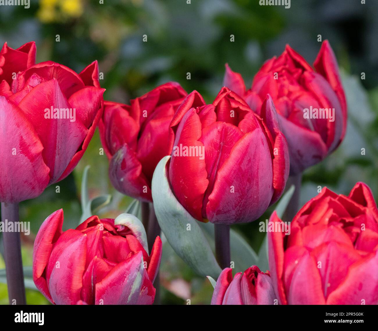 Tulipa 'Red Princess' Stock Photo
