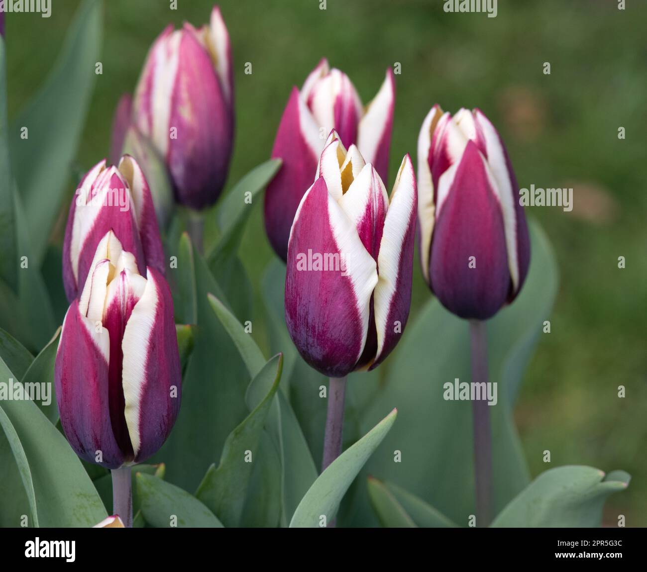 Tulip Chansonette Stock Photo