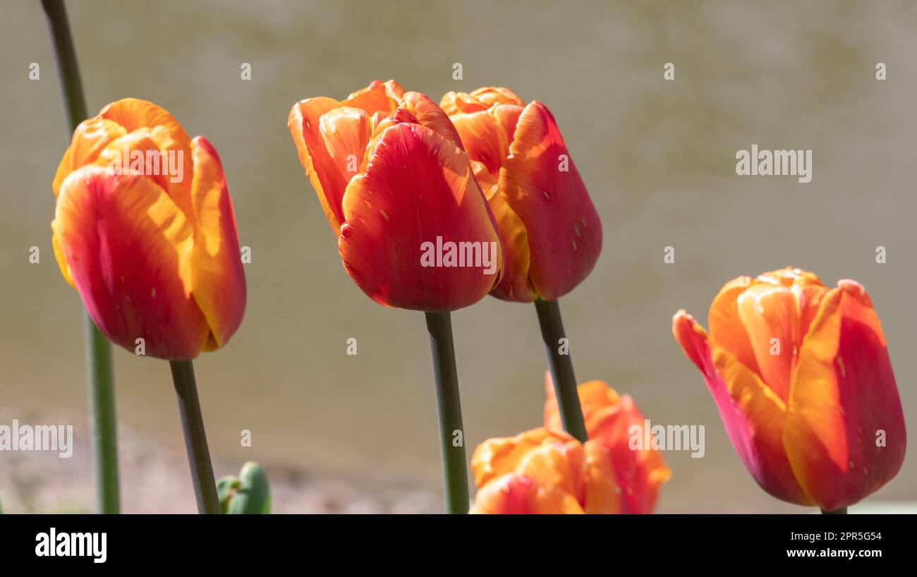 Tulipa Brown Sugar Stock Photo