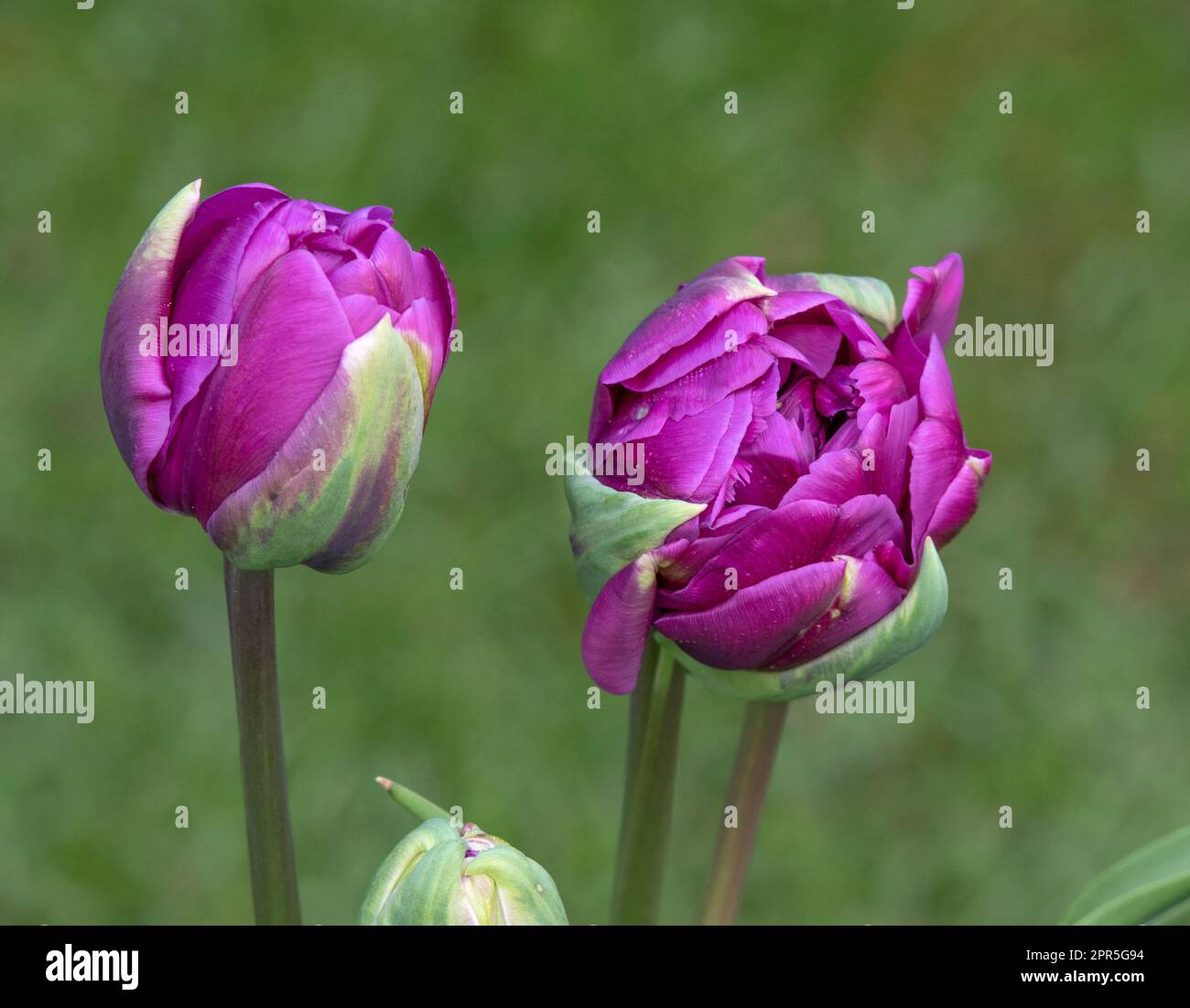 Tulip Negrita Double Stock Photo
