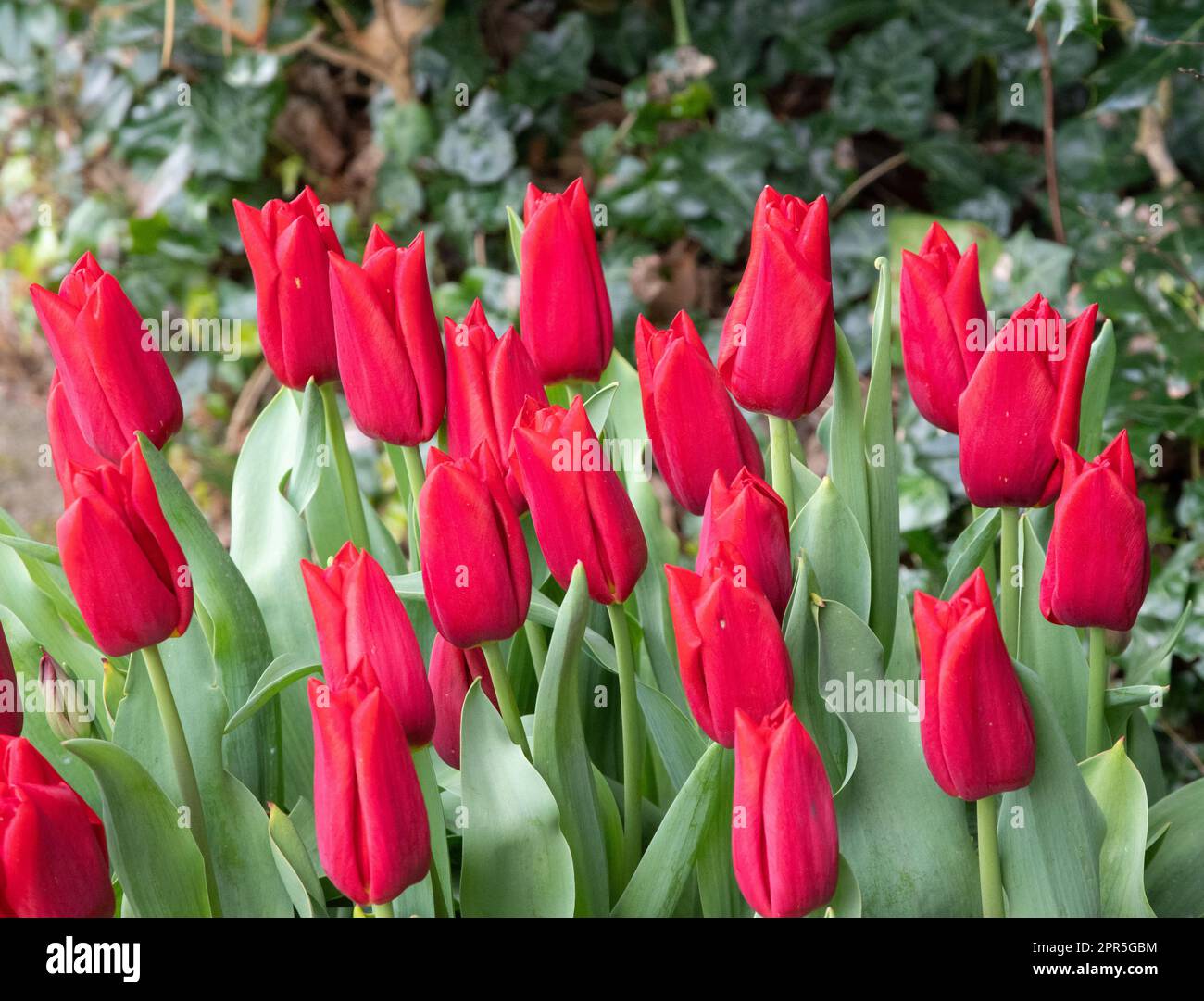Tulipa Hollandia Stock Photo