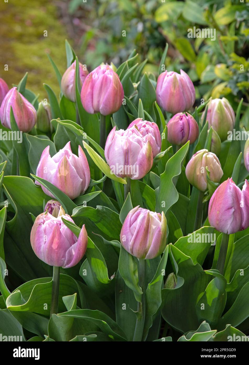 Tulip katinka hi-res stock photography and images - Alamy