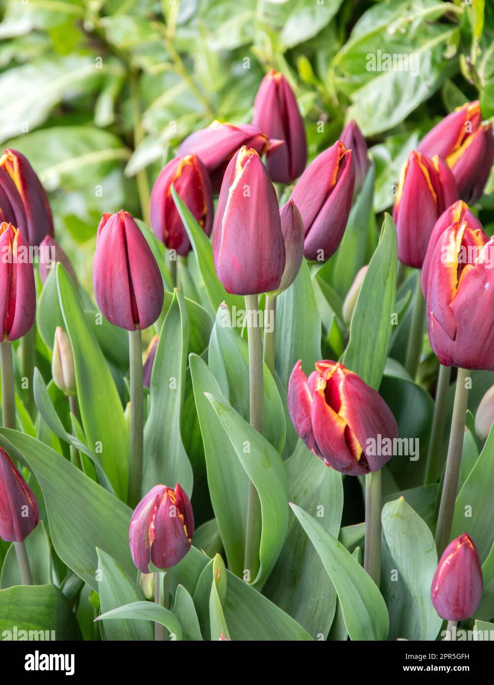 Tulip Doberman Stock Photo