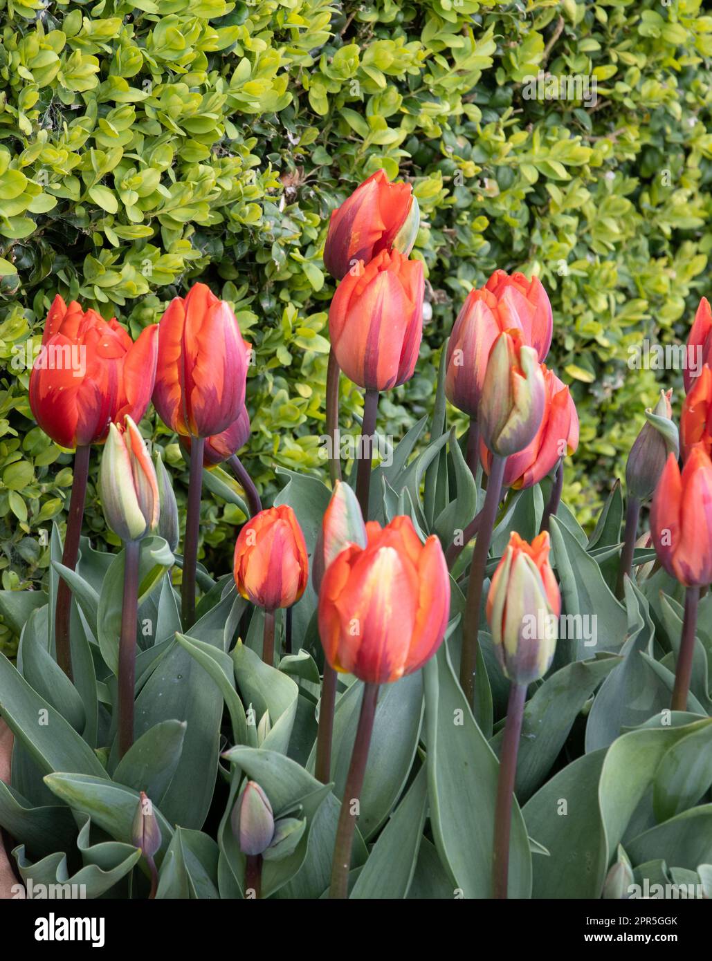 Tulipa Hermitage Stock Photo