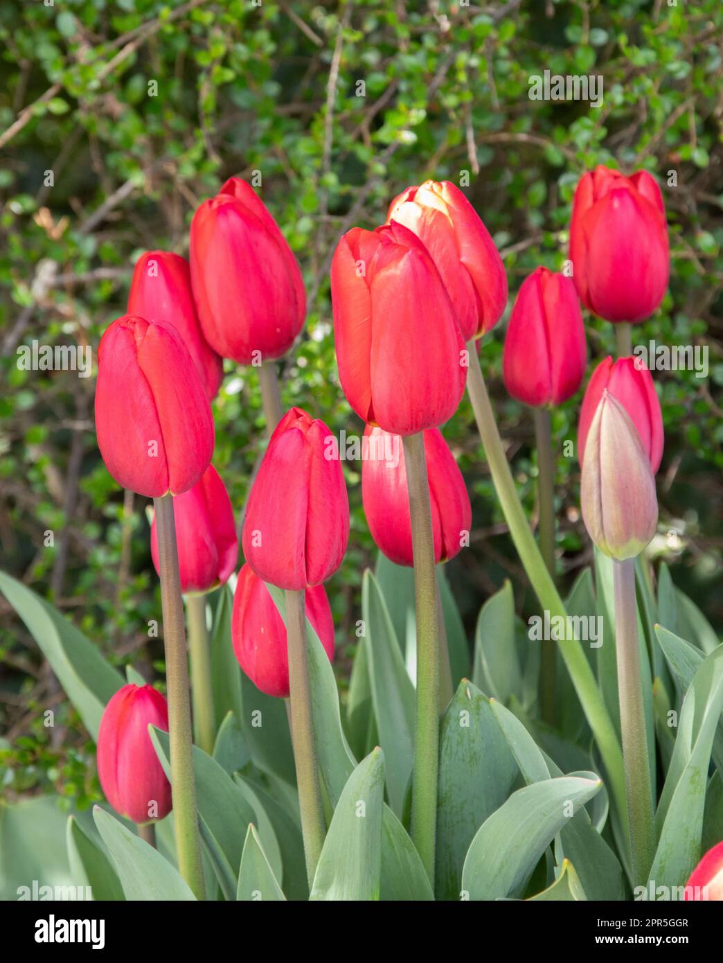 Tulipa Surrender Stock Photo