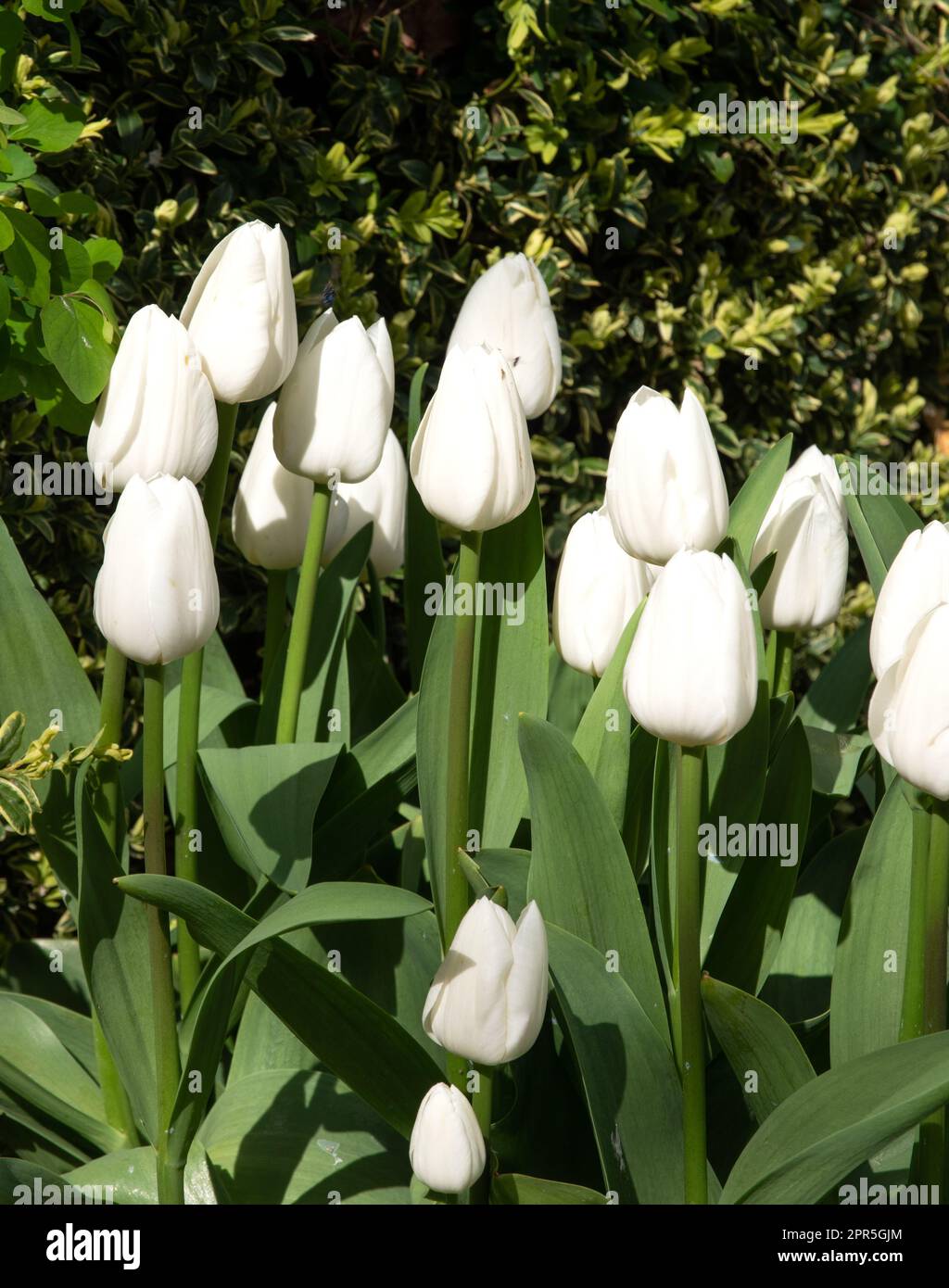 Tulipa Snowstar Stock Photo