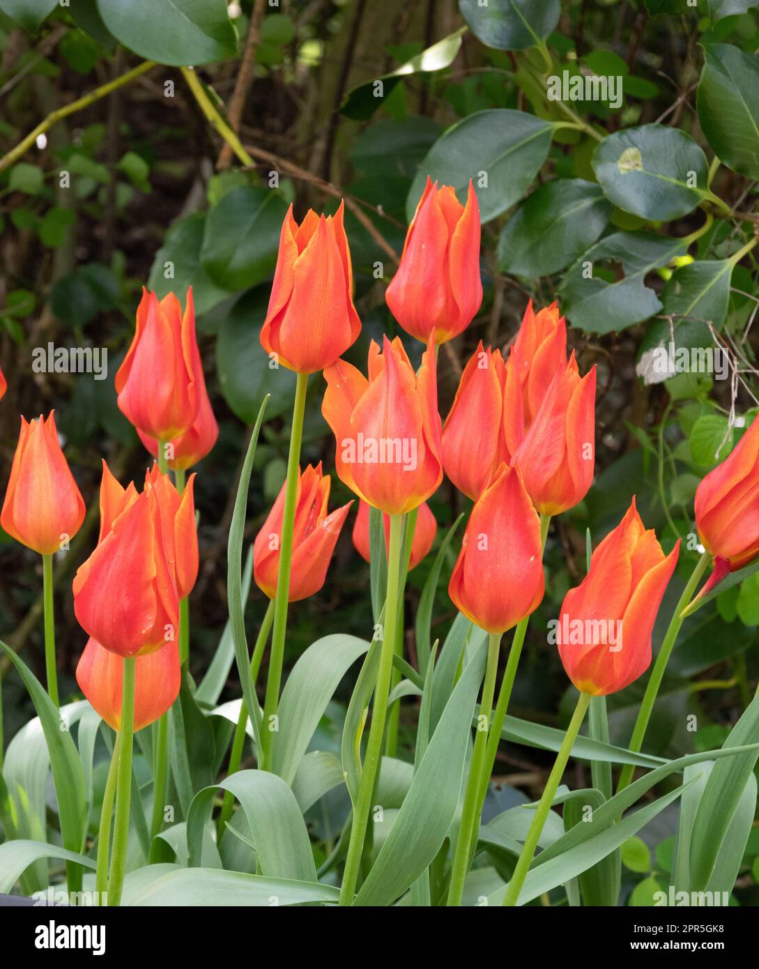 Tulip Synaeda Orange Stock Photo