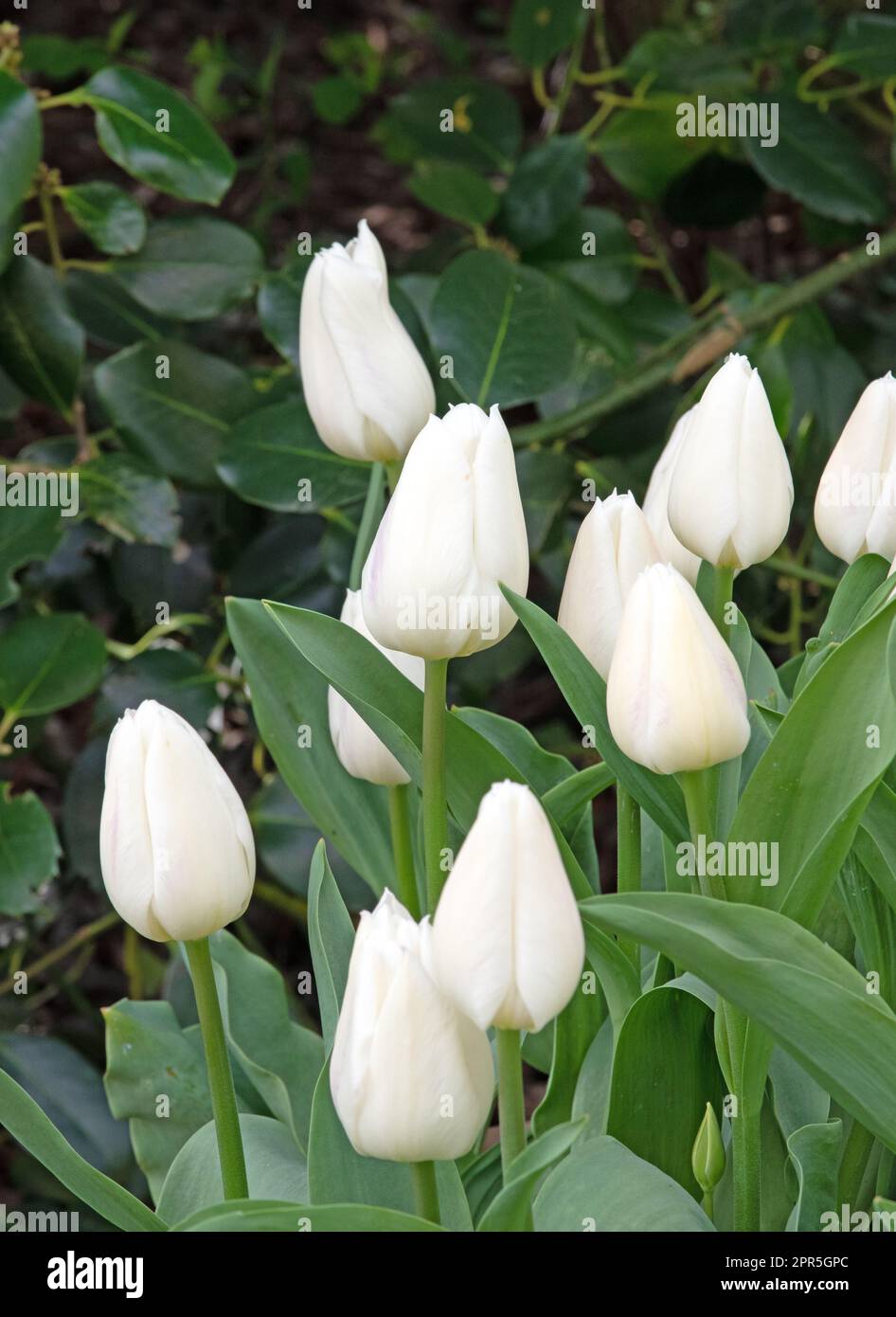 Tulip Diana Stock Photo