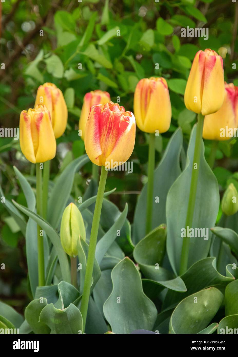 Tulip Hypnose Stock Photo