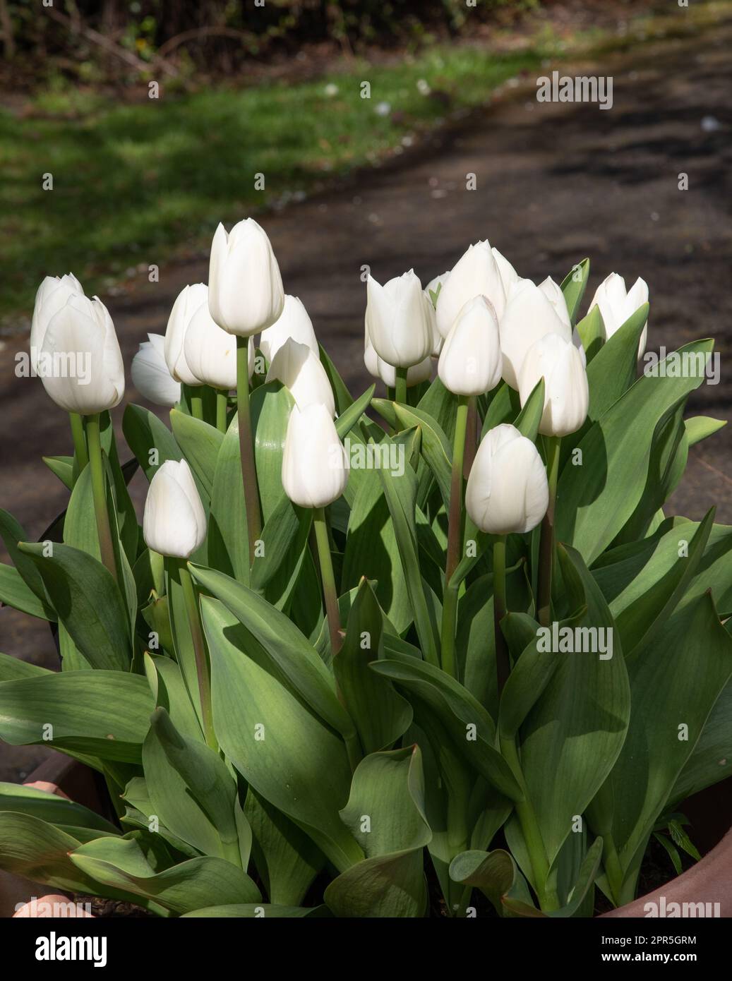 Tulip Royal Virgin Stock Photo
