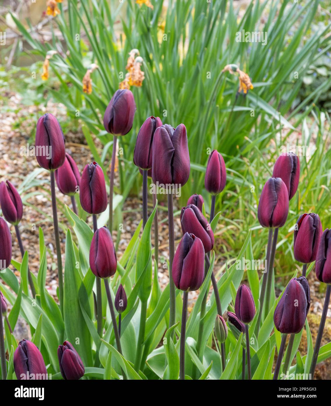 Tulipa 'Continental' Stock Photo