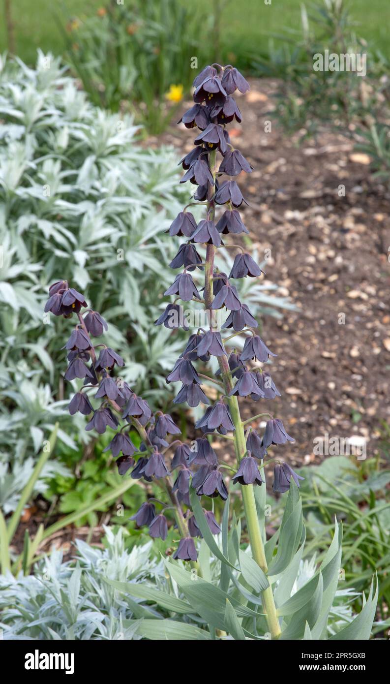 Fritillaria persica Stock Photo