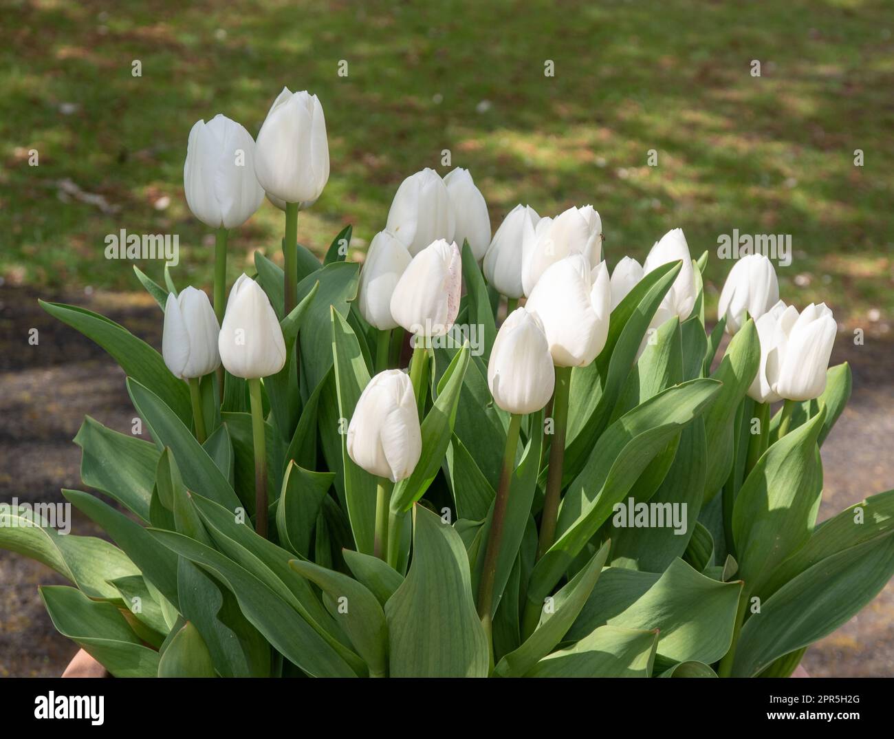 Tulipa 'Royal Virgin' Stock Photo