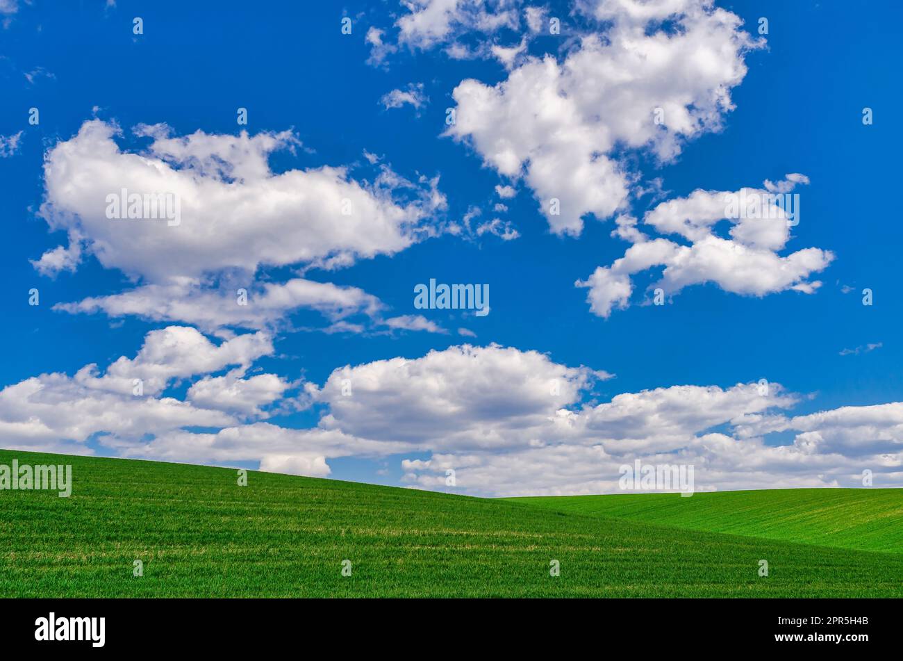 Field of green young winter crops under blue sky with clouds. Windows XP style wallpaper Stock Photo