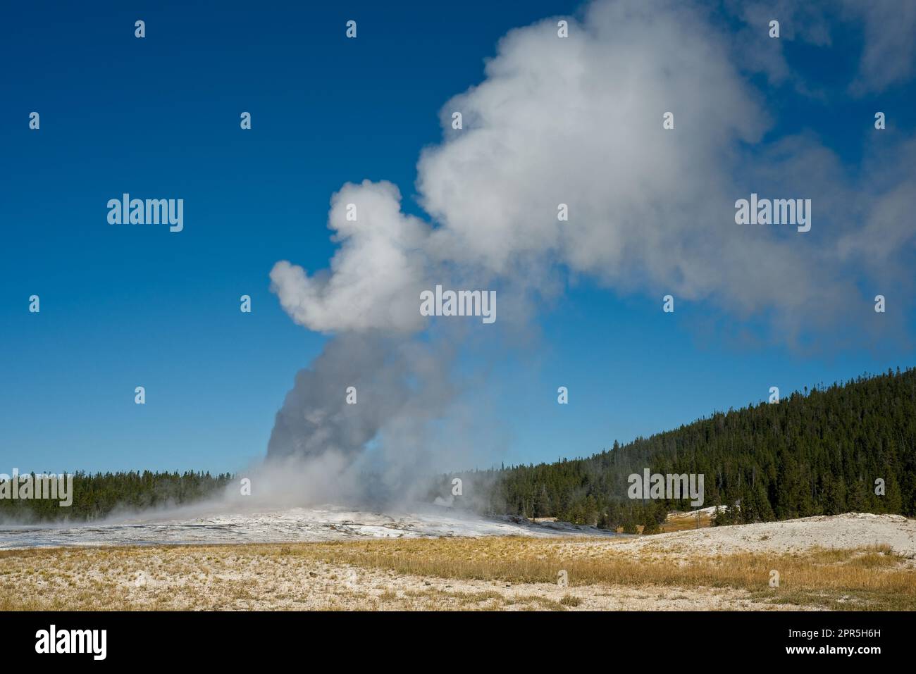Old Faithful geyser in Yellowstone National Park erupting, with the vapor blowing away in the breeze Stock Photo
