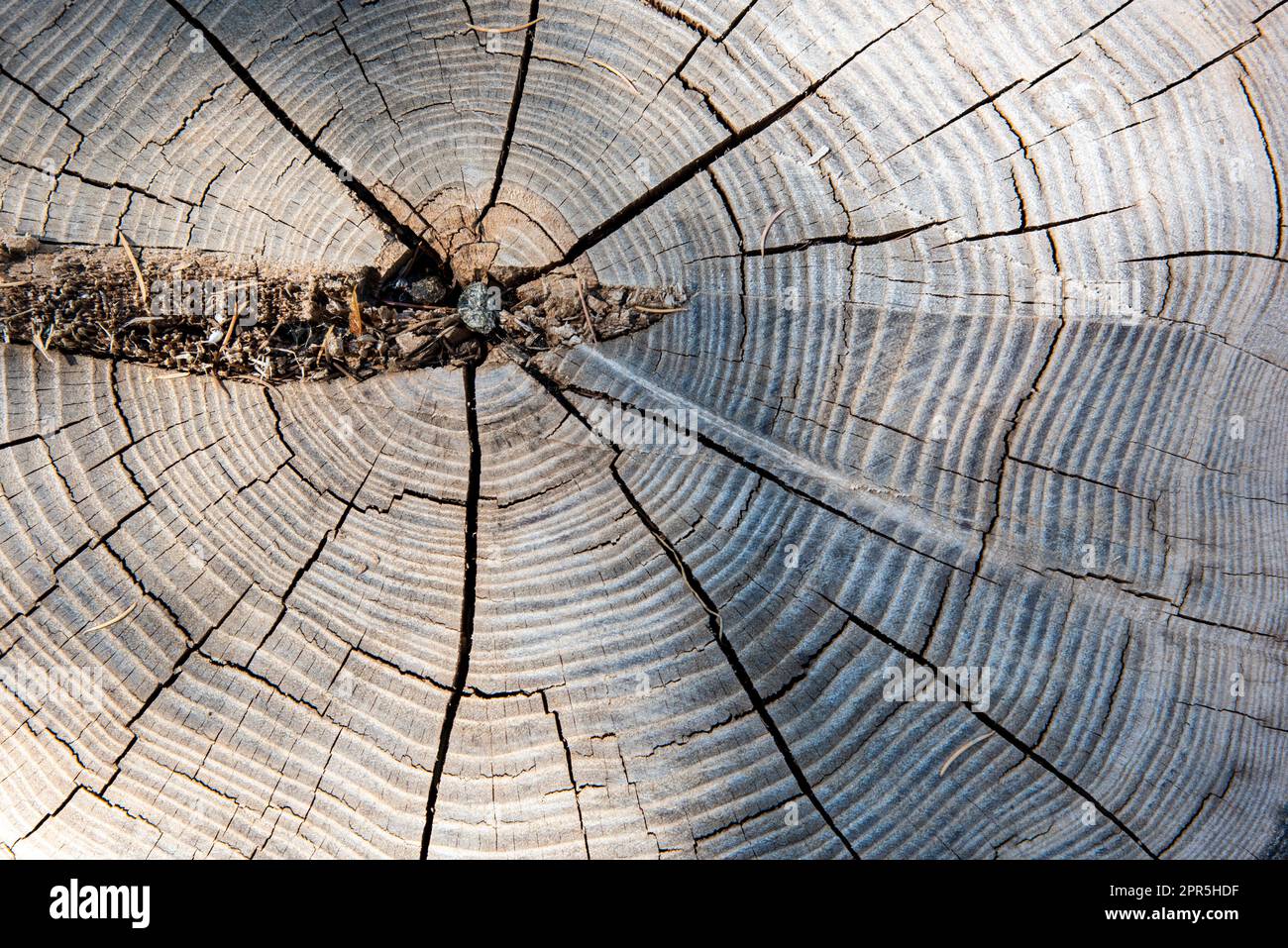 Vista del corte del tronco de un viejo árbol, textura Stock Photo