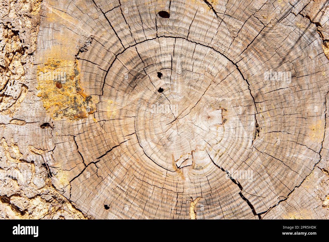 Vista del corte del tronco de un viejo árbol, textura Stock Photo