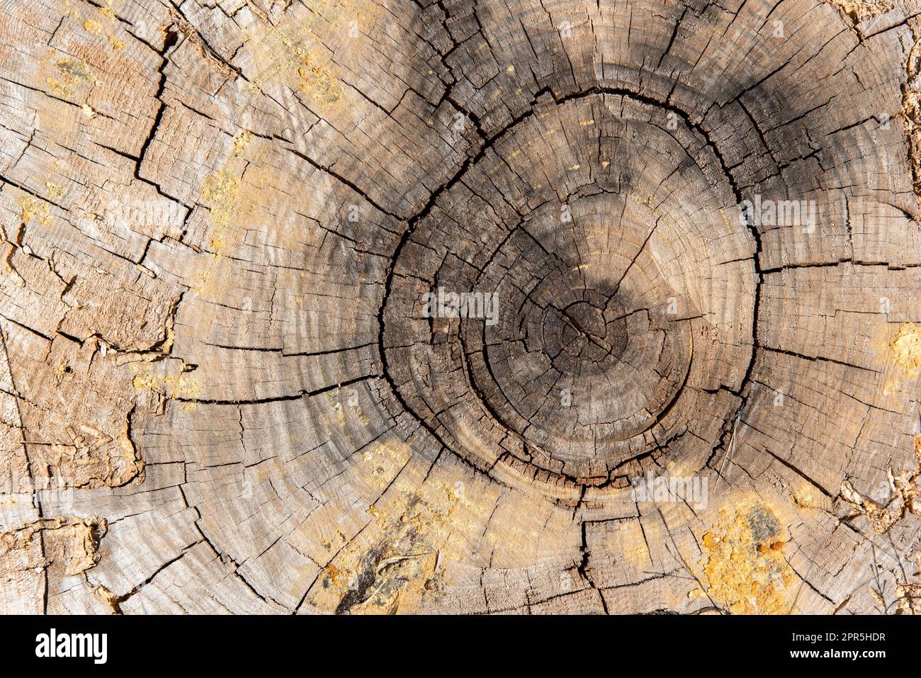 Vista del corte del tronco de un viejo árbol, textura Stock Photo