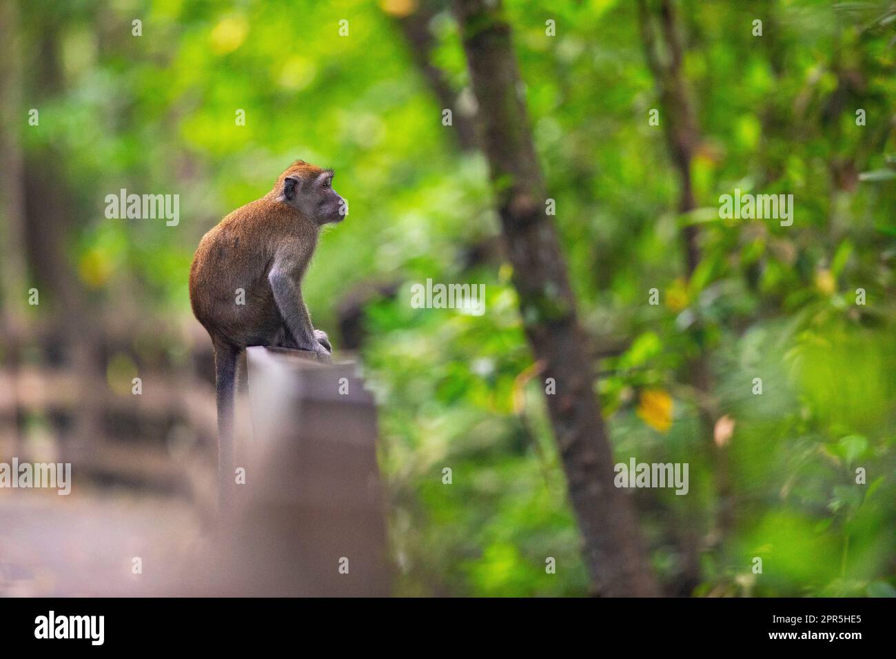 Long tailed macaque sitting on a boardwalk balustrade above a mangrove river, Singapore Stock Photo