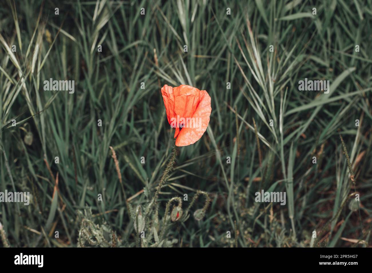 Poppy in a meadow in spring Stock Photo