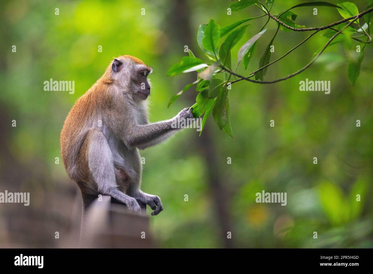 Long tailed macaque sitting on a boardwalk balustrade above a mangrove river to explore a tree for food, Singapore Stock Photo