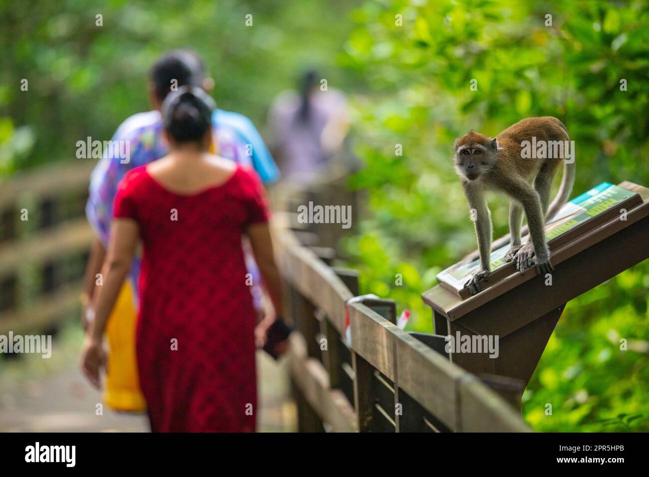 A long tailed macaque makes way for a group of Indians walking along a boardwalk in a mangrove forest, Singapore Stock Photo