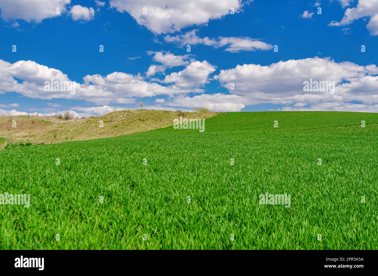 Field of green young winter crops under blue sky with clouds. Windows XP style wallpaper Stock Photo