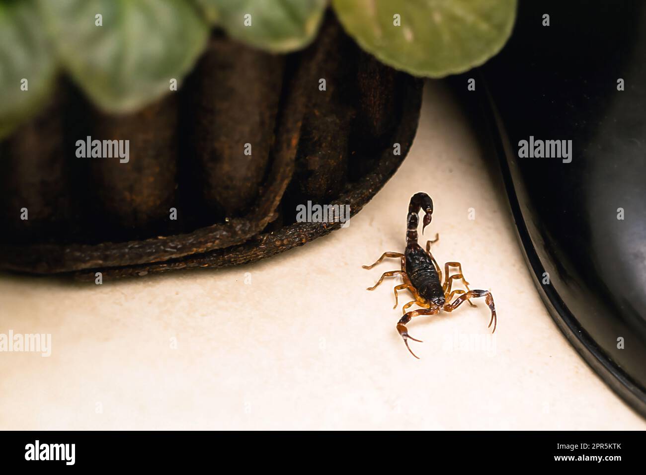 Scorpion inside the bathroom. Venomous animal near the bathroom drain