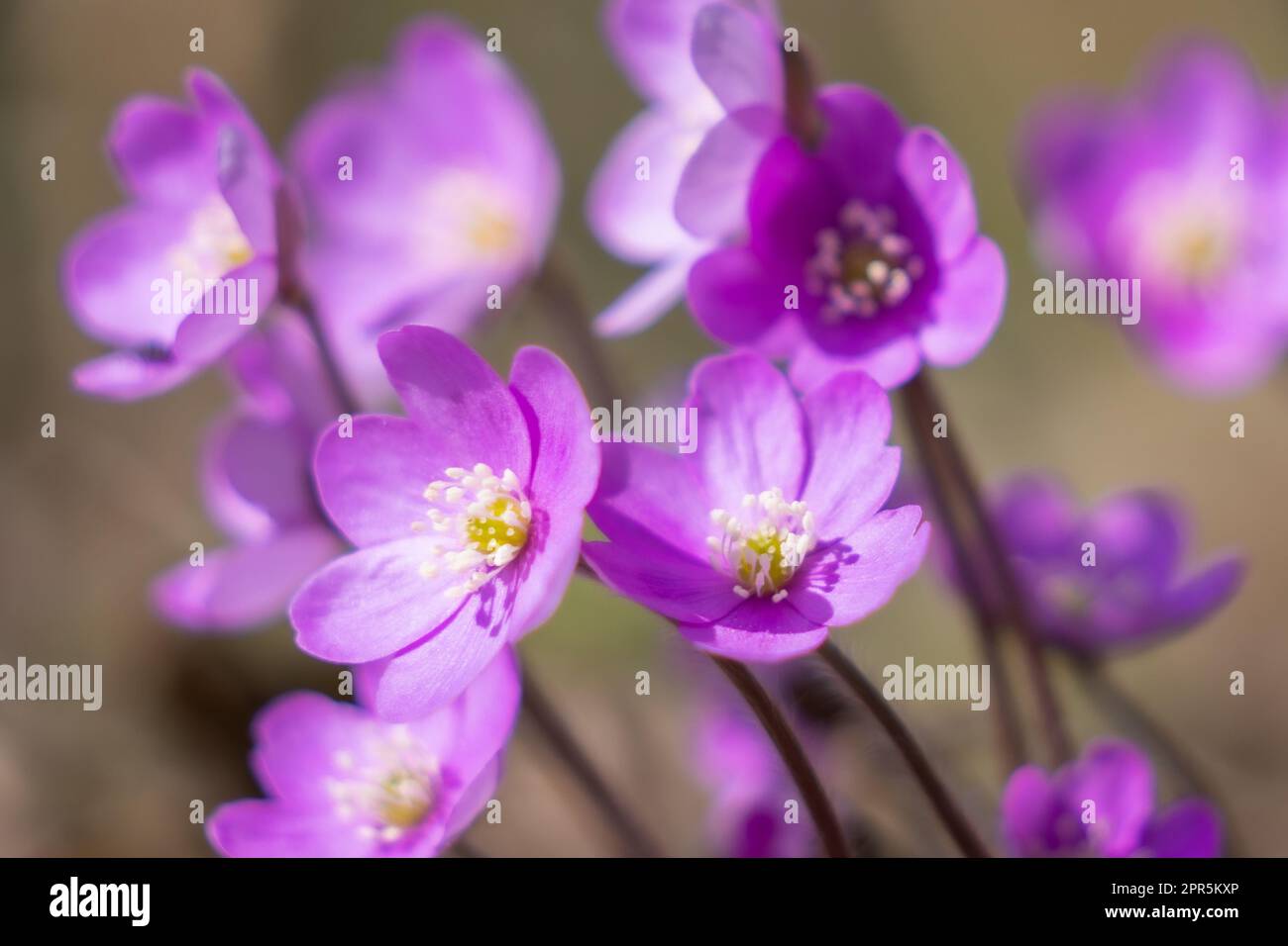 Pink hepatica liverleaf, liverwort, kidneywort, pennywort (Hepatica