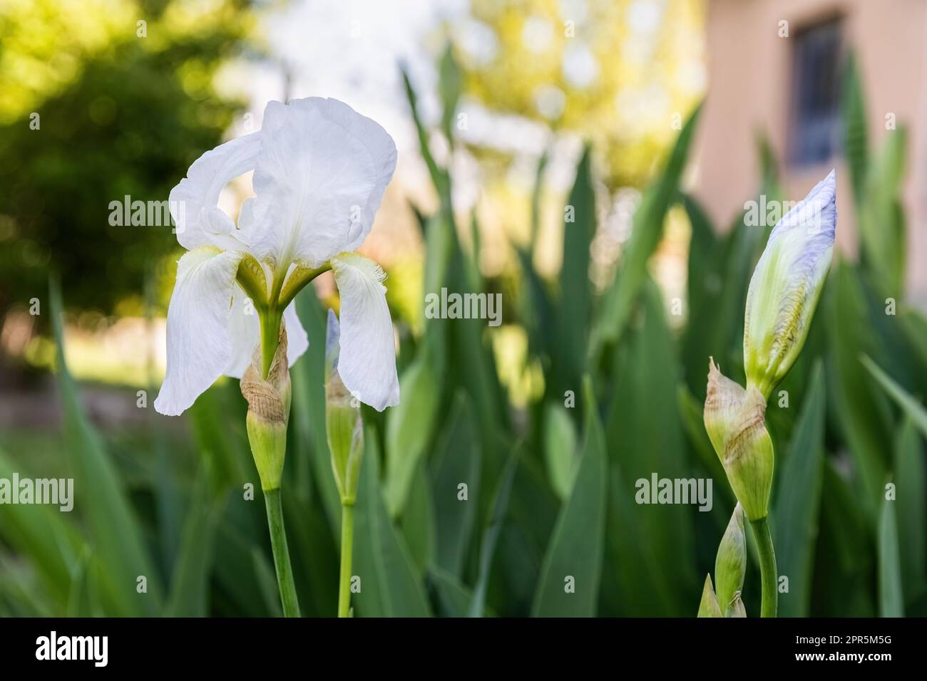 Iris albicans lange or cemetery iris, white beautiful flower in the garden design Stock Photo