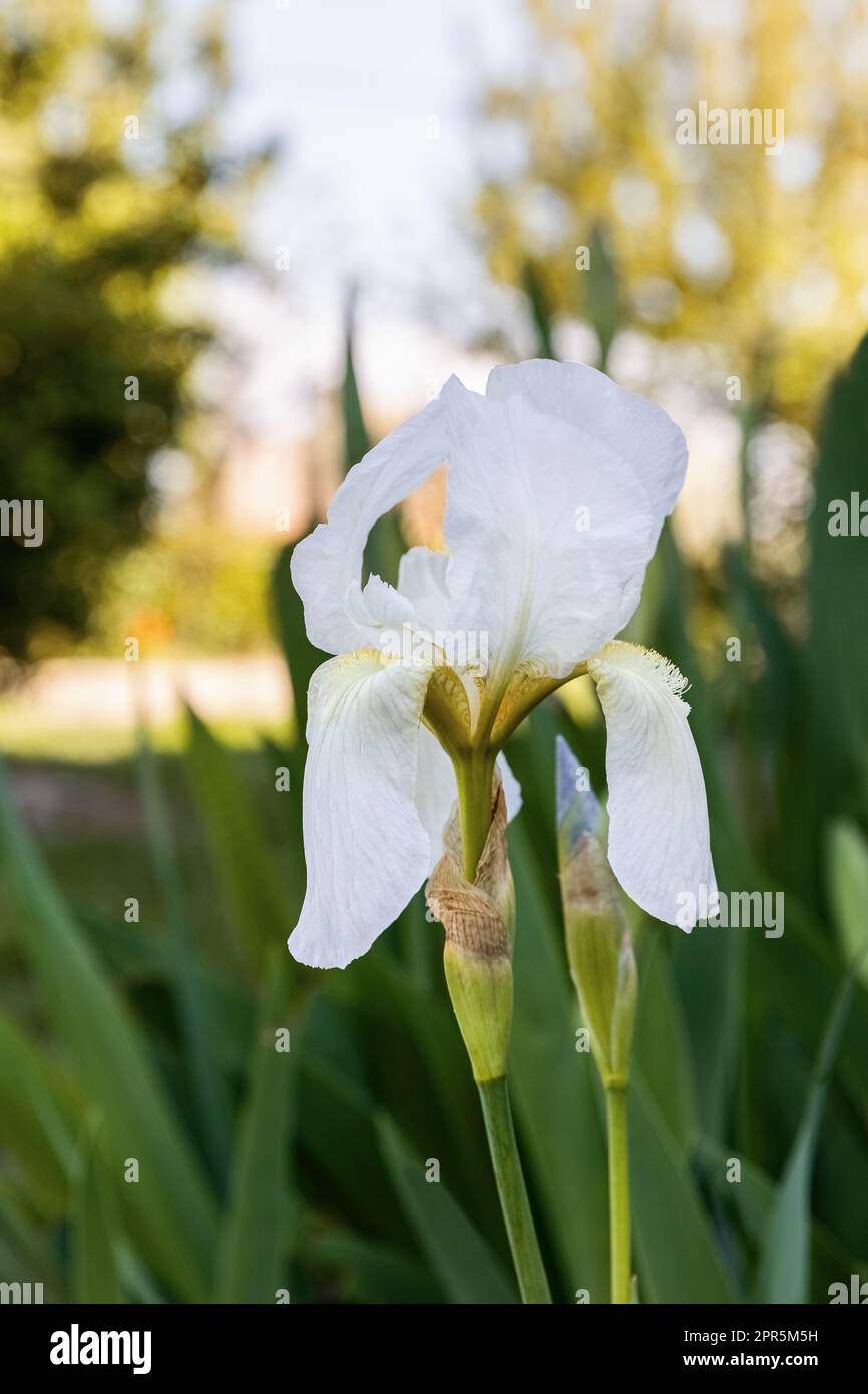 Iris albicans lange or cemetery iris, white beautiful flower in the garden design Stock Photo