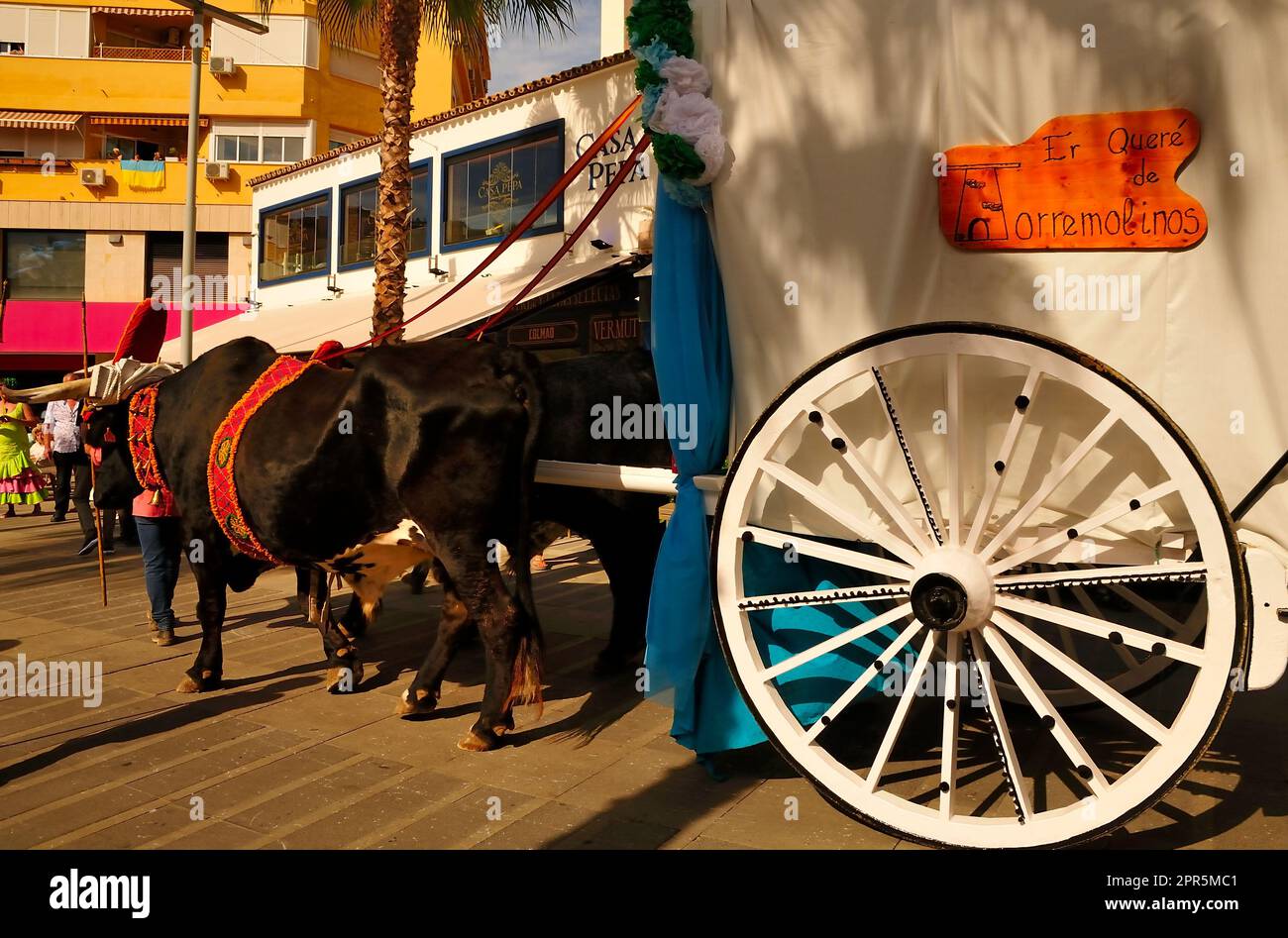 Traditional Spanish carts drawn by oxen on the pilgrimage of the San
