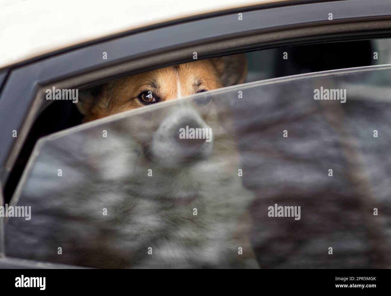 cute sad dog sits in a closed car and looks out through a crack in a