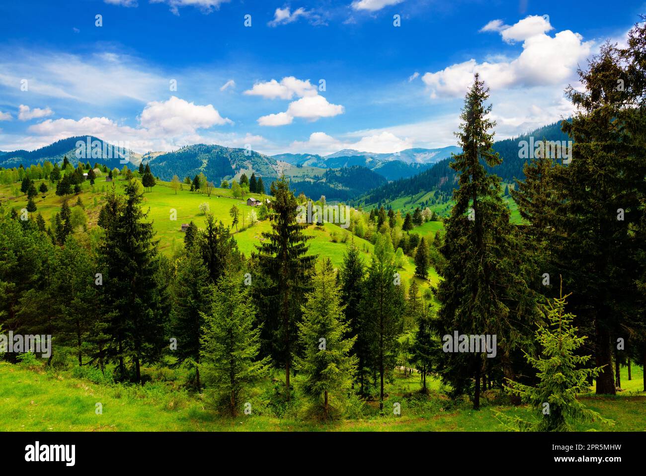 High green pine tree blue hi-res stock photography and images - Alamy