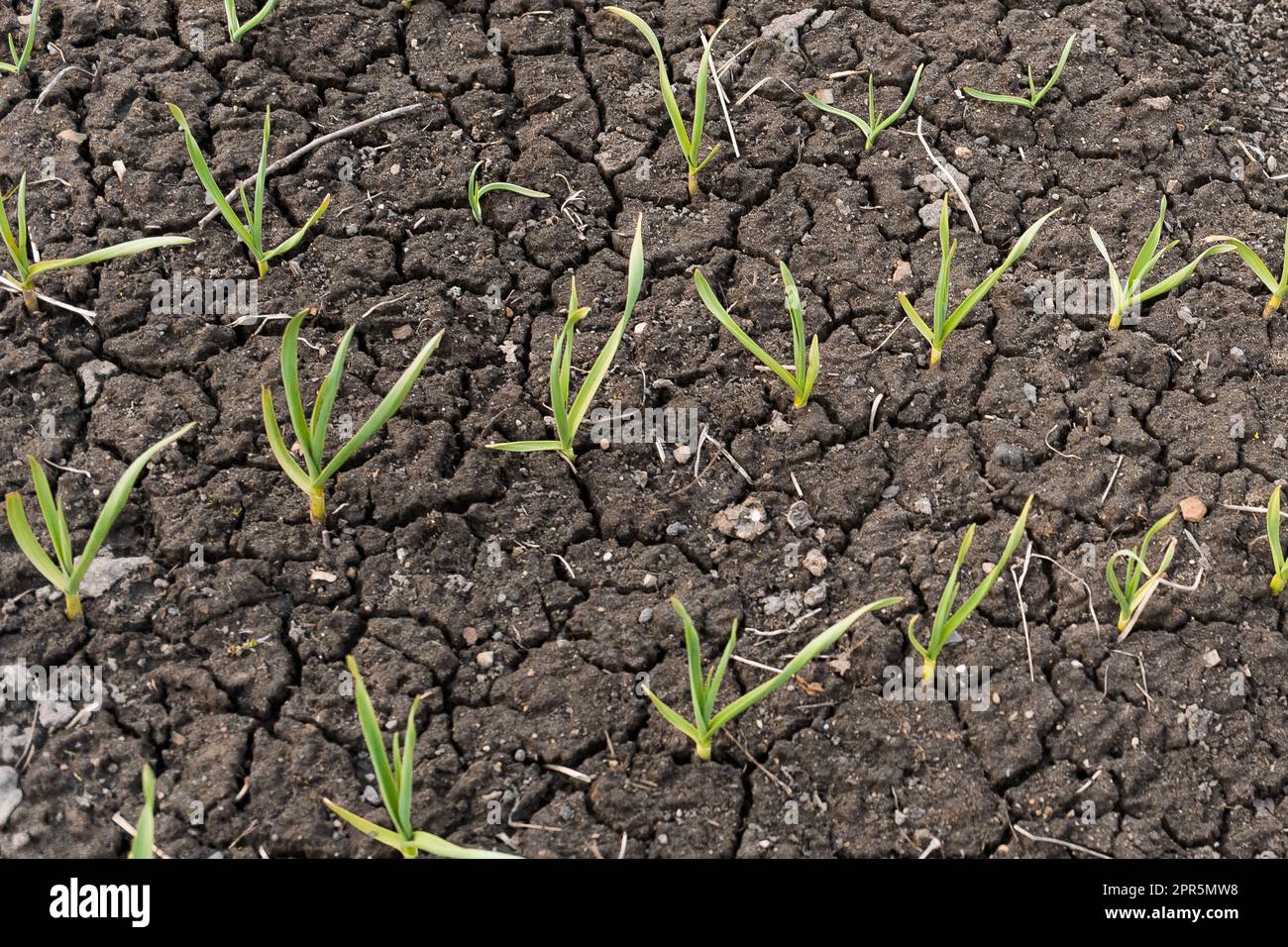 Grow in soil hi-res stock photography and images - Alamy