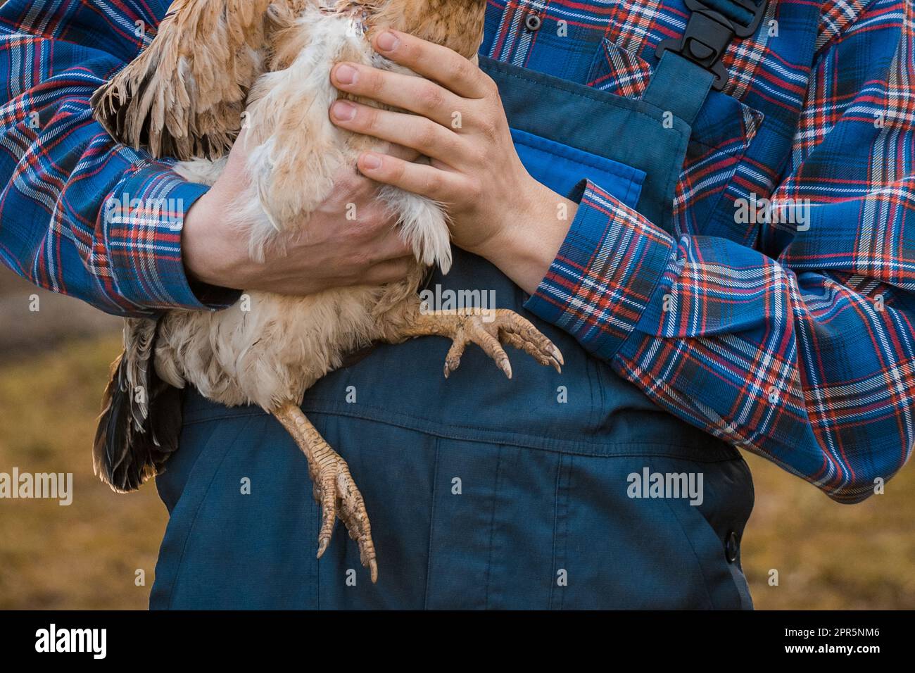 Chicken poultry farming feet close up, bird paw farm animal foot on farmer hands. Stock Photo