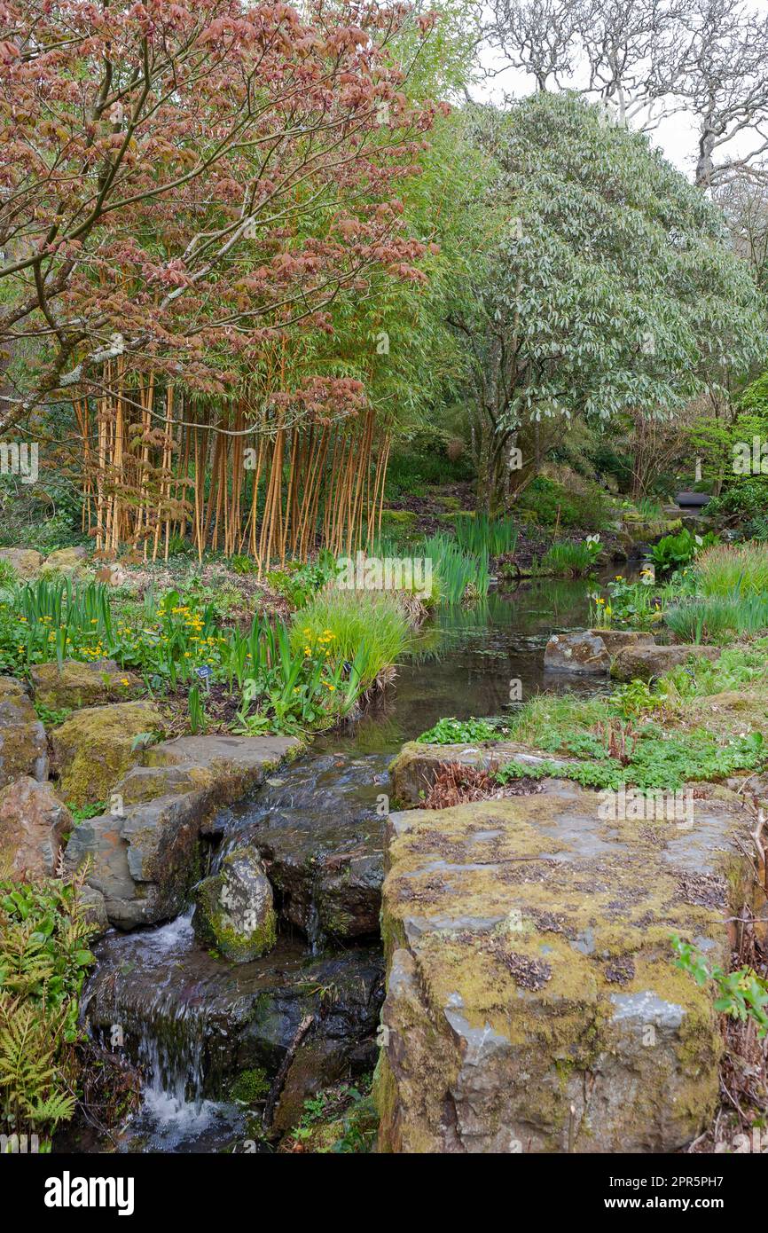 Lush planting in the Stream Garden and Rock Gully, RHS Rosemoor, Devon ...