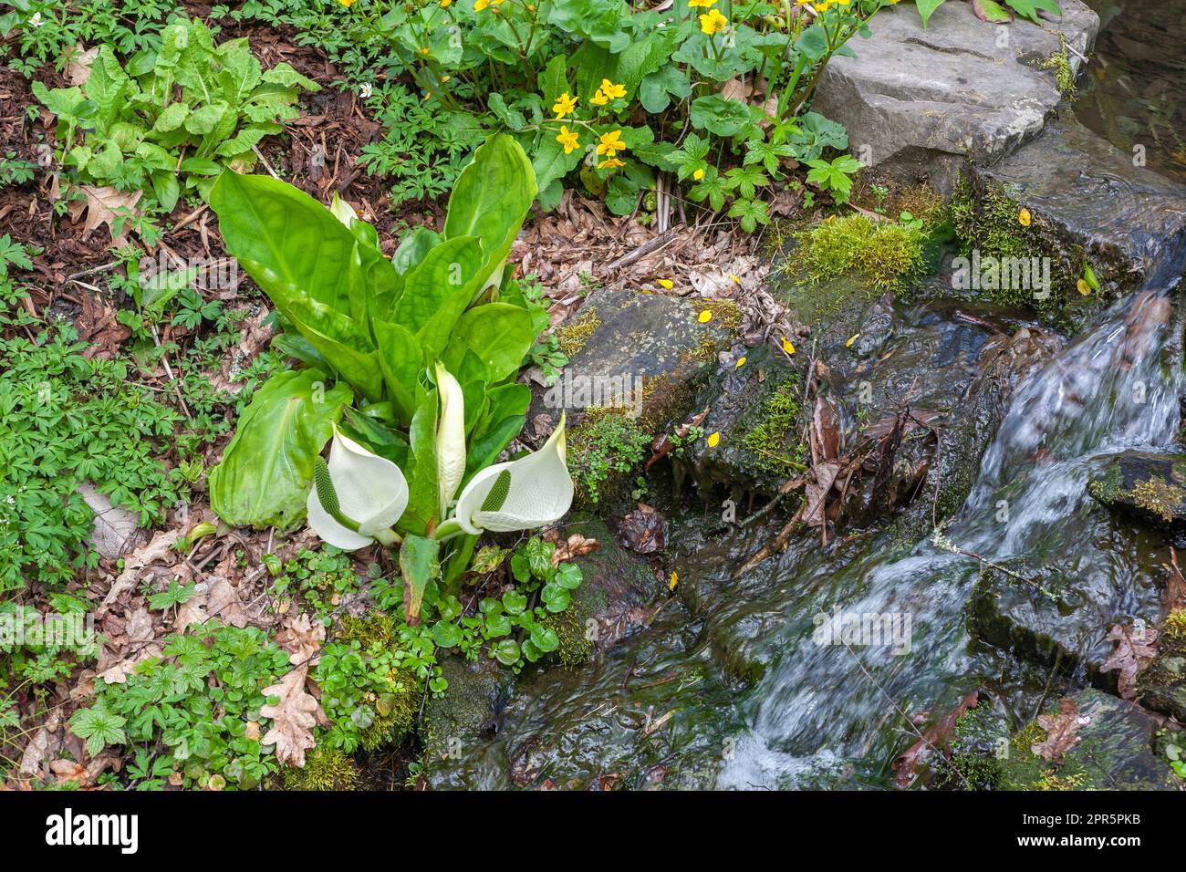 Stream running through the garden at RHS Rosemoor, Devon, with White Skunk Cabbage (Lysichiton camtschatcensis) and Marsh Marigold (Caltha palustris): Stock Photo