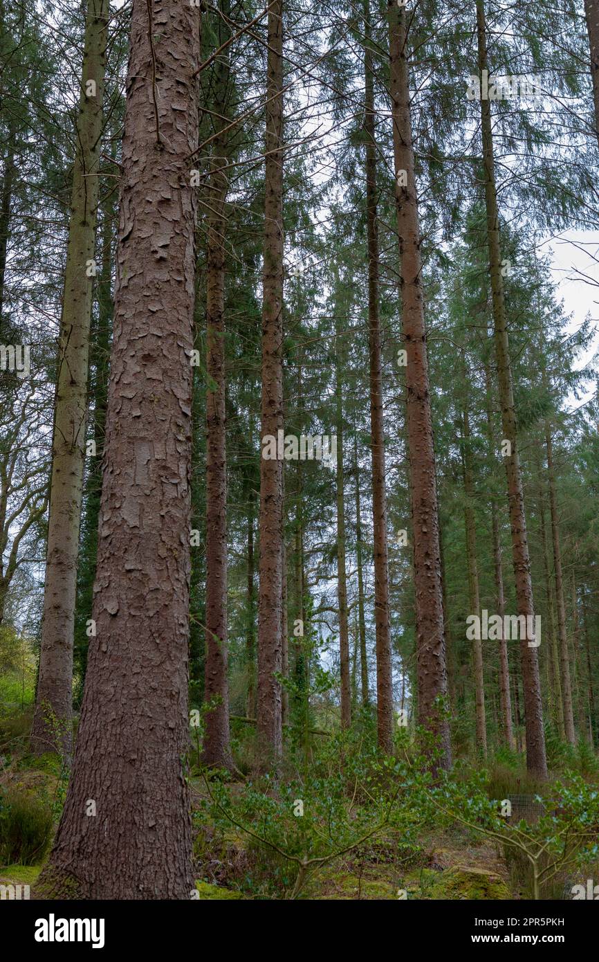 Tall conifers in Darkham Wood, RHS Rosemoor, Devon, UK Stock Photo