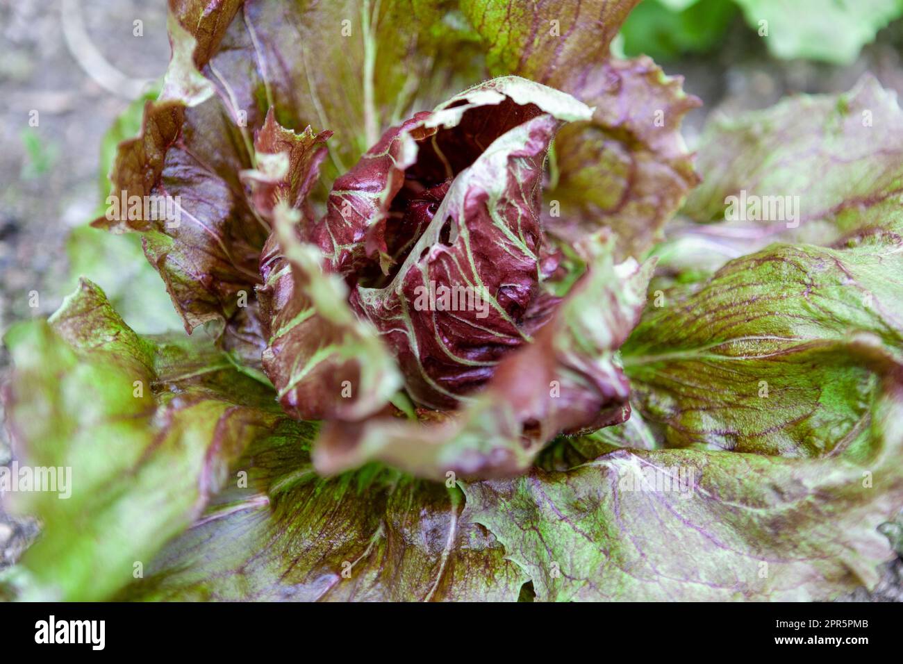 Close-up of a radicchio heart, ready to harvest in the allotment area, RHS Rosemoor, Devon, UK Stock Photo